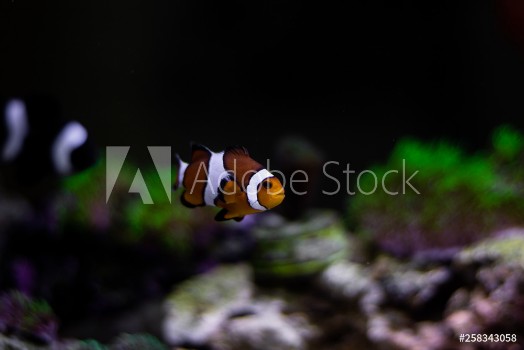 Image de Ocelaris nemo clown fish